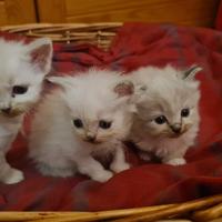 Gattini razza SIBERIANI