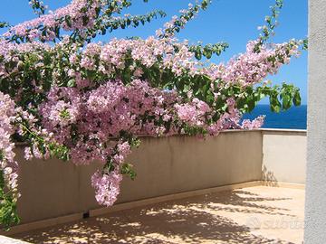 C.sardo magico panorama trilocale libero a luglio