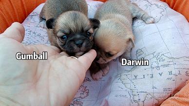 Cuccioli di chihuahua