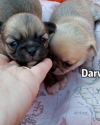 Cuccioli di chihuahua