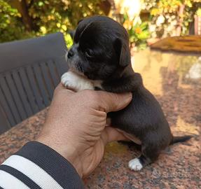 Cuccioli Chihuahua con Pedigree ENCI