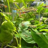 Endler famiglia guppy