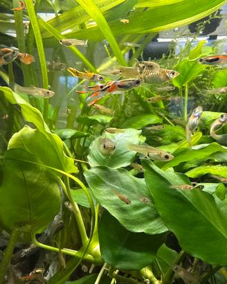 Endler famiglia guppy