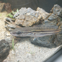 Pesce Channa Diplogramma