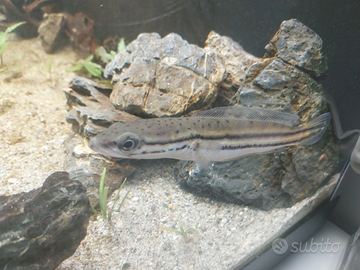 Pesce Channa Diplogramma