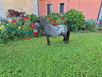 Pony asini asine cavalli