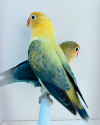 Inseparabile Fischer