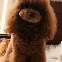 Barboncino toy red disponibile per monte