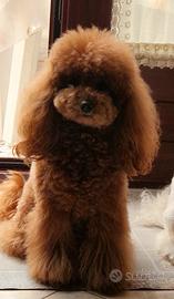 Barboncino toy red disponibile per monte