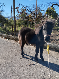 Pony femmina