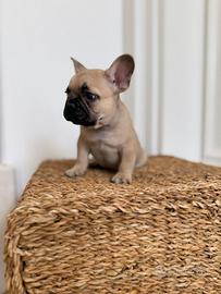 Cuccioli di Bouledogue Francese
