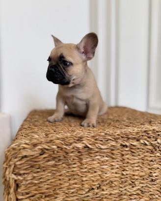 Cuccioli di Bouledogue Francese