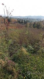 Terreno agricolo mq.8000 euro 10.000