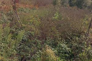 Terreno agricolo mq.8000 euro 10.000