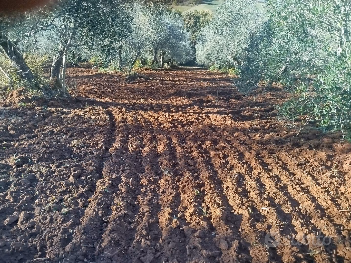 Oliveto produttivo in Toscana - Vista 2