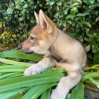 Cuccioli di lupo Cecoslovacco