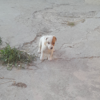Cuccioli di Jack Russel