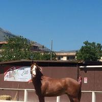 Cavallo sauro Sella italiano