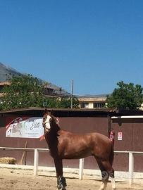 Cavallo sauro Sella italiano
