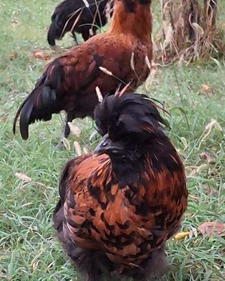 Pollastri giovani incrocio Moroseta con Padovano