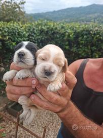 Cocker cuccioli