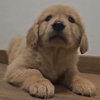 Ultimi cuccioli Golden Retriever Americani