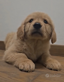 Ultimi cuccioli Golden Retriever Americani