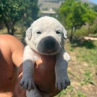 Cuccioli meticci