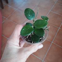 Hoya Mathilde splash 