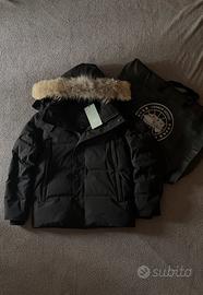 canada goose