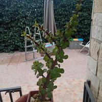 pianta grassa portulacaria afra