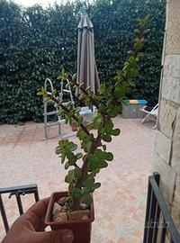 pianta grassa portulacaria afra