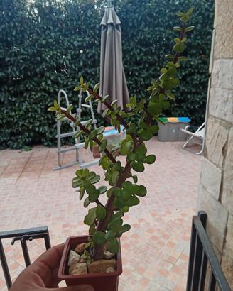 pianta grassa portulacaria afra