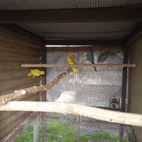 Parrocchetti dal collare