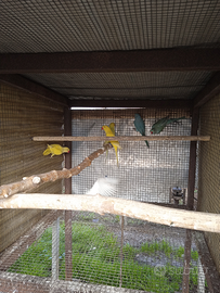 Parrocchetti dal collare