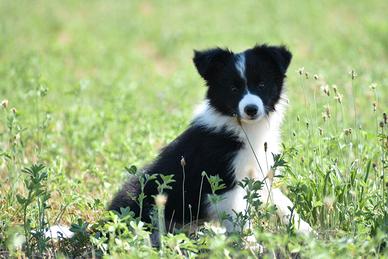 Cuccioli di border collie