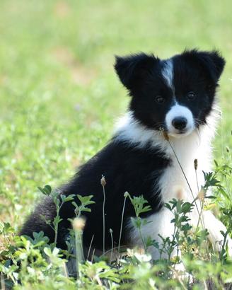 Cuccioli di border collie