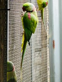 Maschio Pappagallo Grande Alessandrino 2024