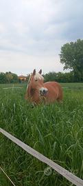 cavalla haflinger