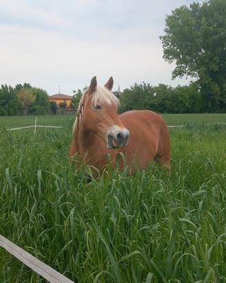cavalla haflinger