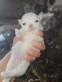 Chihuahua micro pelo lungo