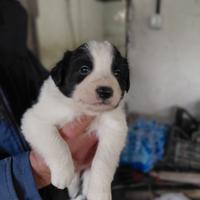 Cuccioli bordercolli