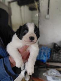 Cuccioli bordercolli