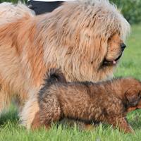 Mastino Tibetano