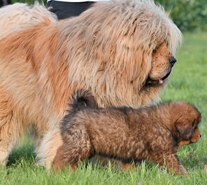 Mastino Tibetano