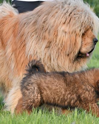 Mastino Tibetano