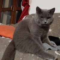 Cucciolo di Scottisch bllu