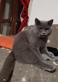 Cucciolo di Scottisch bllu