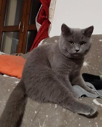 Cucciolo di Scottisch bllu