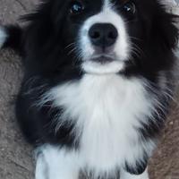 Cuccioli border collie